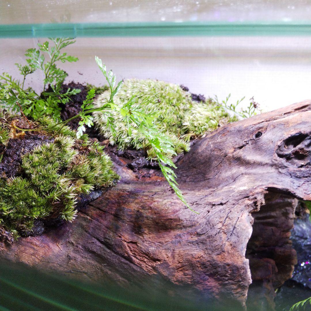 受注生産】滝のあるアクアテラリウム イモリウム 苔テラリウム アクア