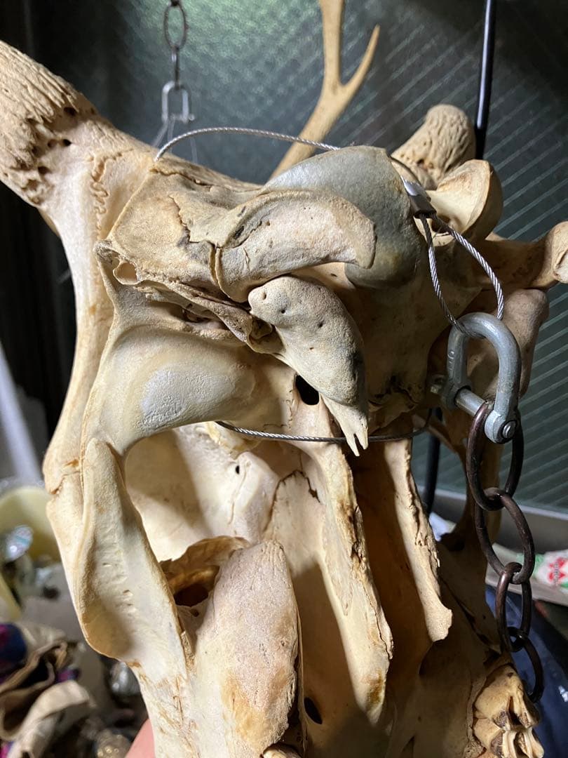 頭骨 頭蓋骨 ウシ 牛 種名 Bos taurus ※条約などには抵触しない種類