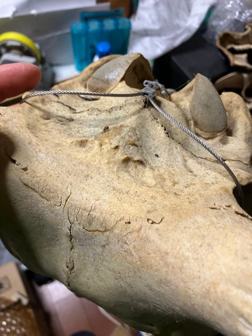 頭骨 頭蓋骨 ウシ 牛 種名 Bos taurus ※条約などには抵触しない種類