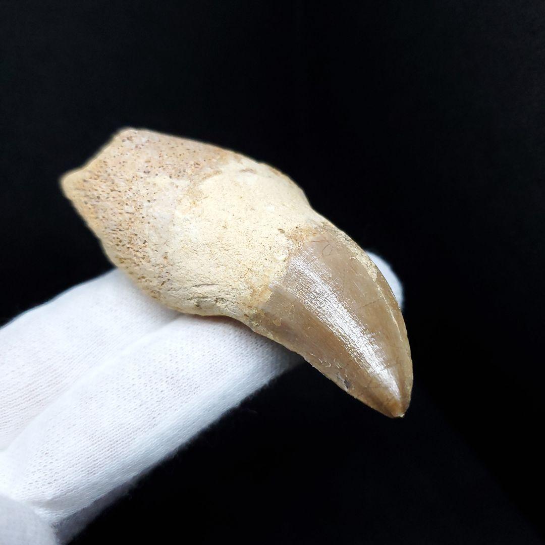 歯根付き モササウルス 化石 歯 本物 モロッコ産 68.94mm mos88