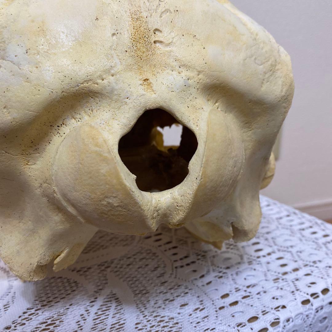 超希少種 シワハイルカ 頭骨 標本 海棲生物 いるか イルカ - メルカリ
