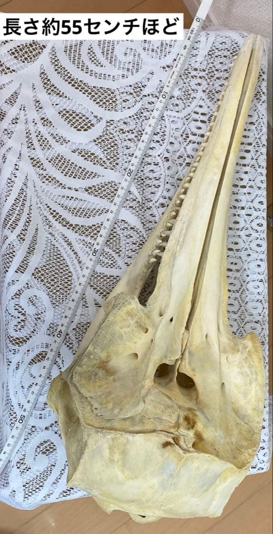 超希少種 シワハイルカ 頭骨 標本 海棲生物 いるか イルカ - メルカリ