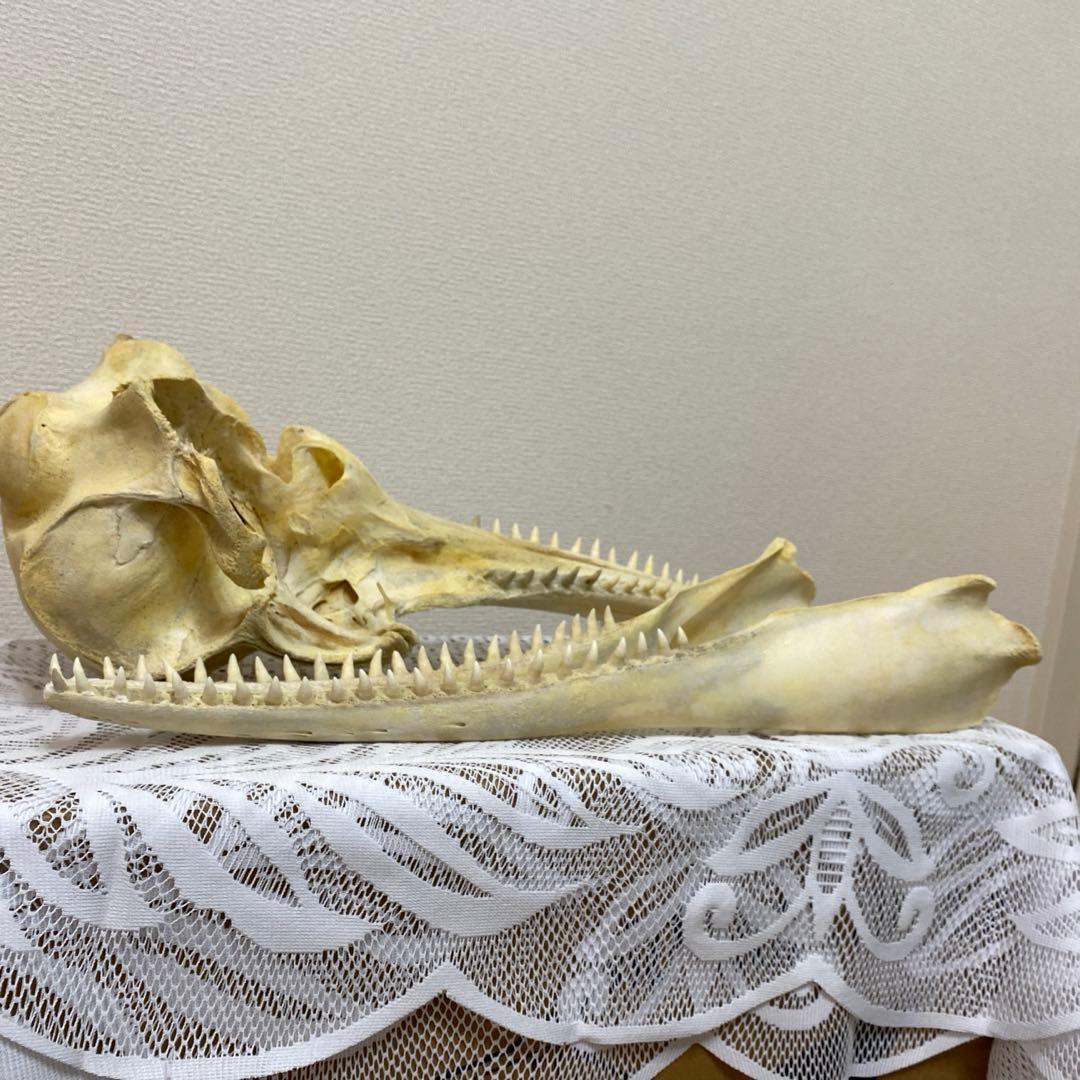 超希少種 シワハイルカ 頭骨 標本 海棲生物 いるか イルカ - メルカリ