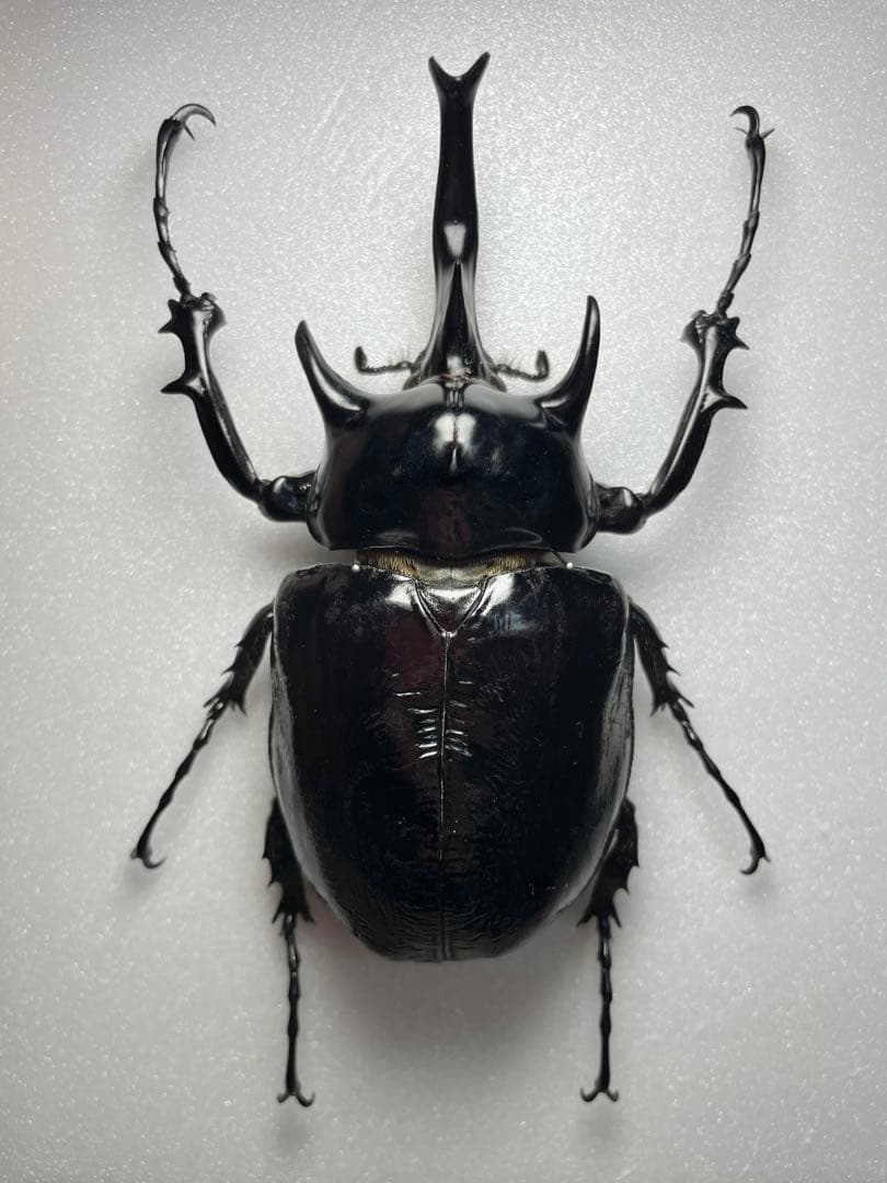 昆虫標本 大型 マルスゾウカブト 115mm 飼育品 最終値下げ 成虫