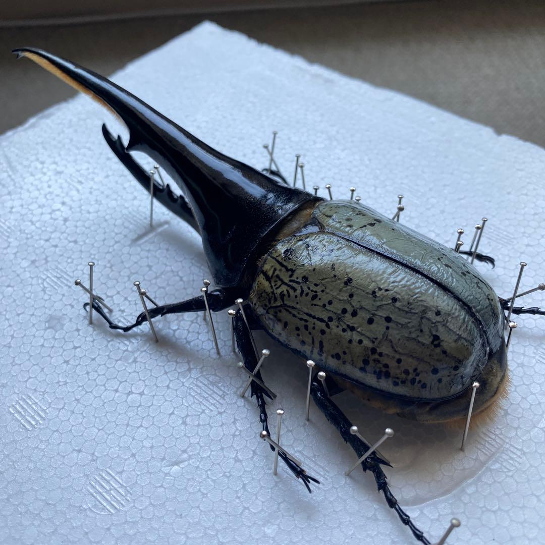 Mondoo　昆虫標本　ヘラクレスオオカブト　ヘラクレスヘラクレス
