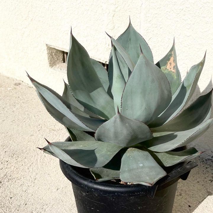 アンティークコイン NGC PCGS1988 年カナダダブルドルプルーフセット