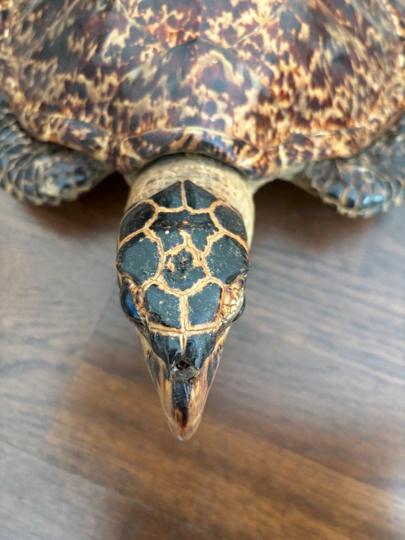 タイマイ べっ甲亀 剥製国際希少野生動植物種登録票有