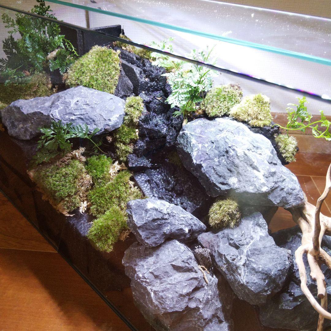 受注生産】60センチ水槽アクアテラリウム イモリウム 苔テラリウム