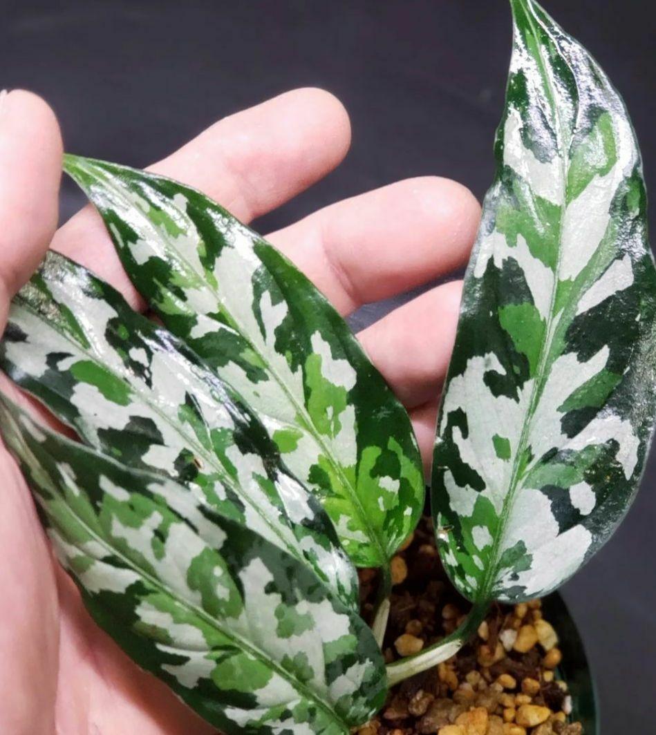 アメリカ ステンドグラス 花瓶キルト柄 グラスマスターズ社 アメリカ