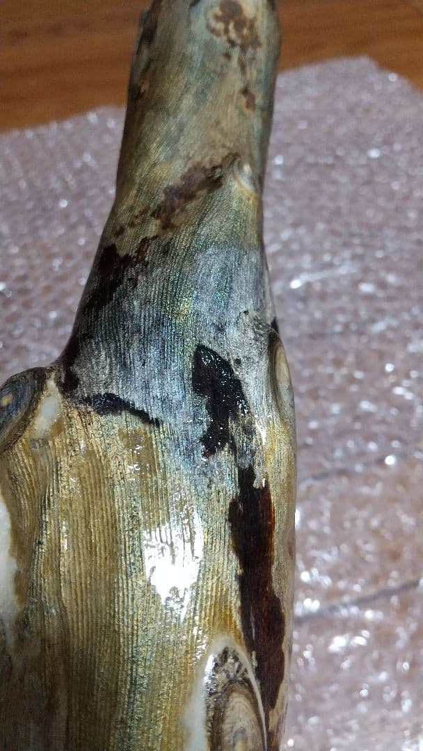 【弥生 6/5】深海松　レインボーコーラル　虹色珊瑚【大 650g】原木