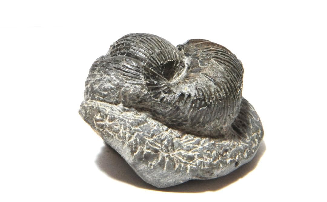 kimio様専用 化石ユウボストリセラスとムラモトセラス