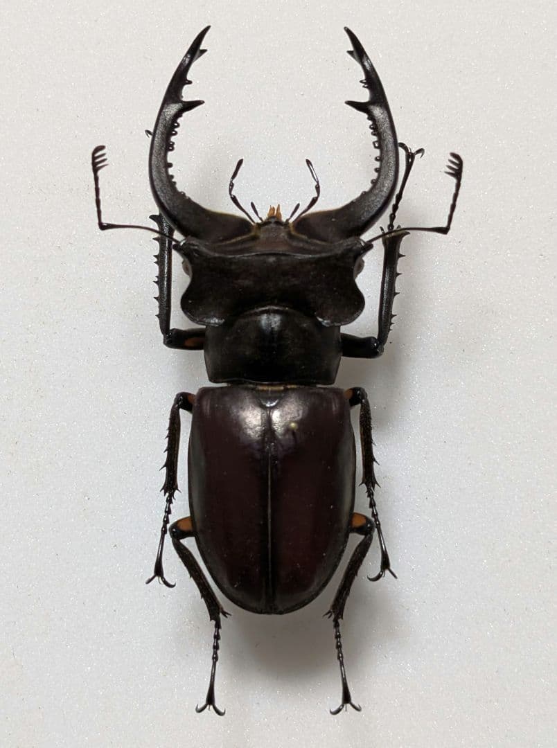 大型　カンターミヤマ　標本 2024,6/26 新着WILD 秘境・インド便 迫力超絶・最高峰!! カンター