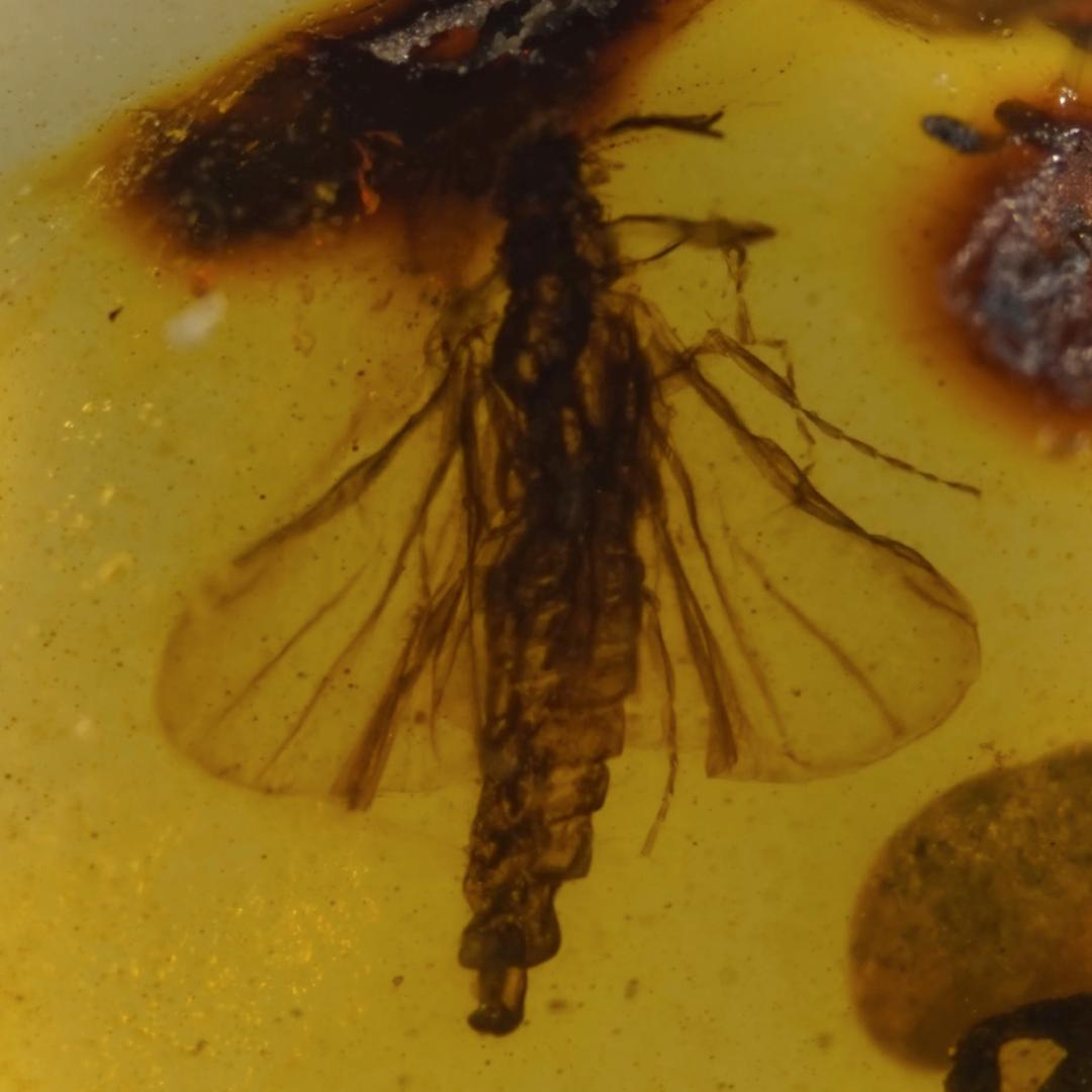 レア極上品 TT0102虫入り琥珀化石 ミャンマーカムティかタナイ9900万年