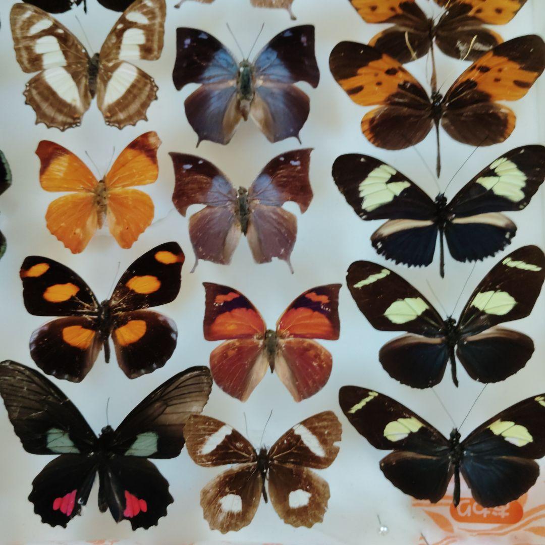 蝶標本　お得 南米の蝶大量　データ全てなし