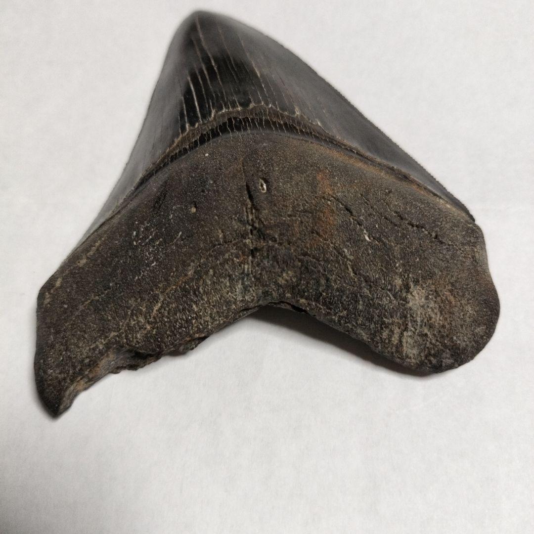 メガドロン化石歯標本鉱物