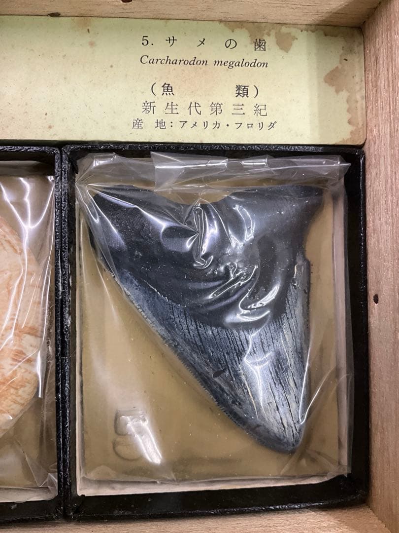 示準化石模型 5種セット 三葉虫 羊歯植物 床板さんご アンモナイトサメの