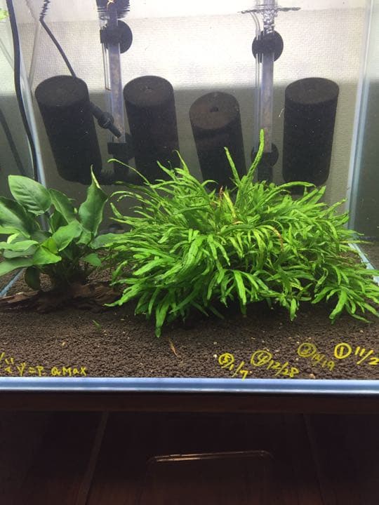 アヌビアスナナ流木活着 ミクロソリウム流木活着 2点セット アヌビアス