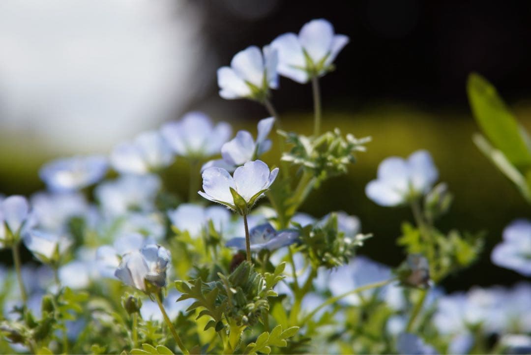 EF28-135mm F3.5-5.6 IS USM 作例あり