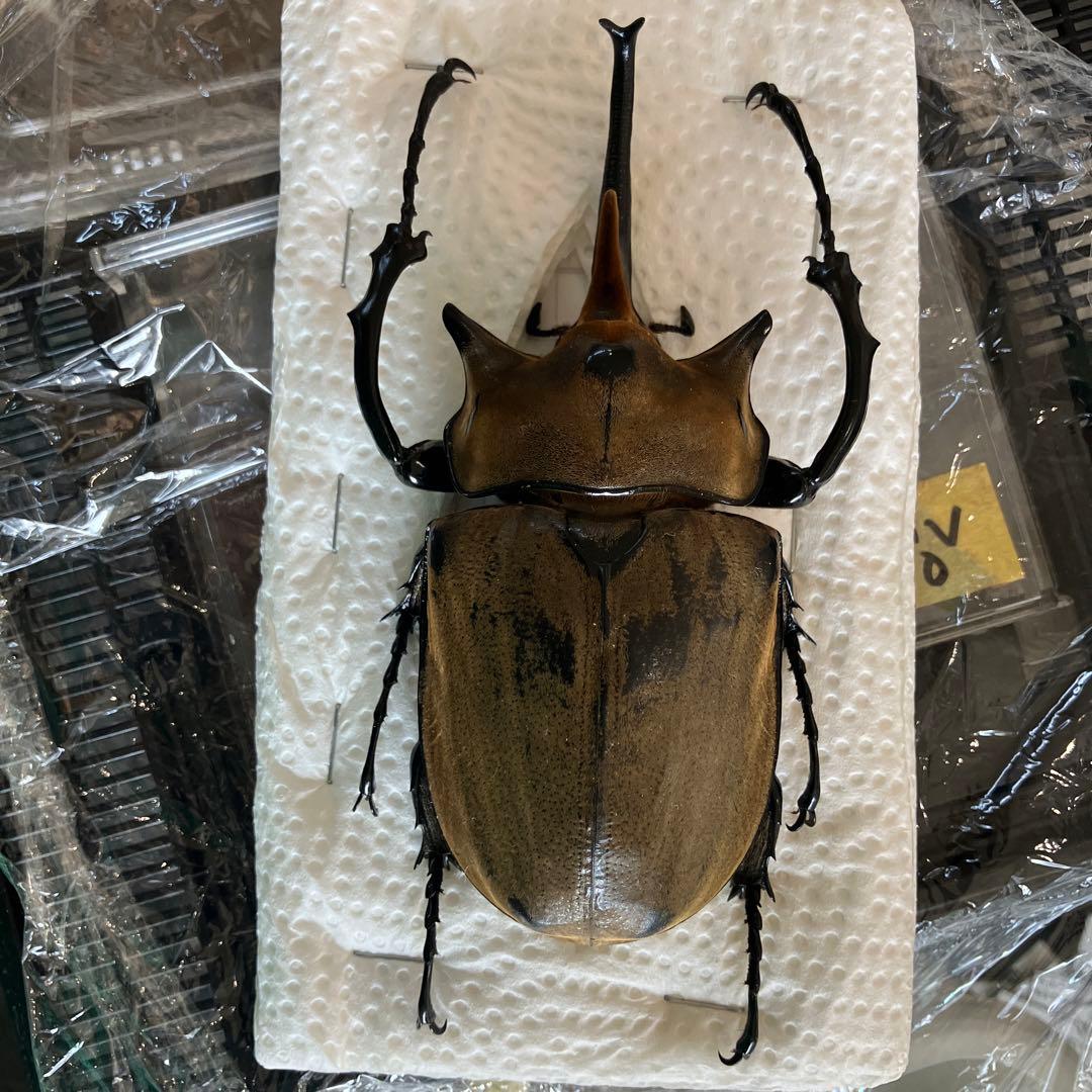 標本箱 ガラス製 約1820✖️600ブラウン