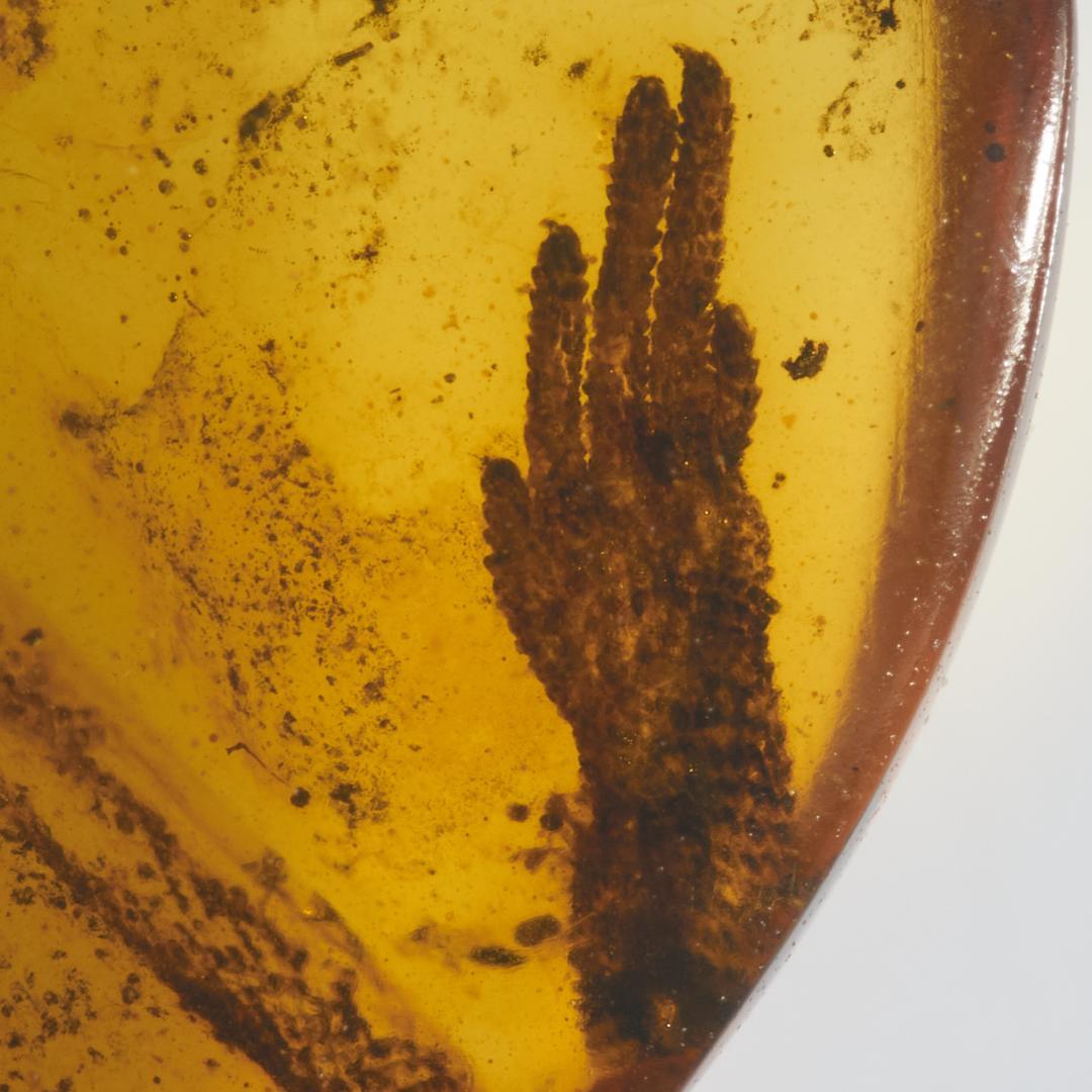 レア極上品 PA0046虫入り琥珀化石 ミャンマーカムティかタナイ9900万年