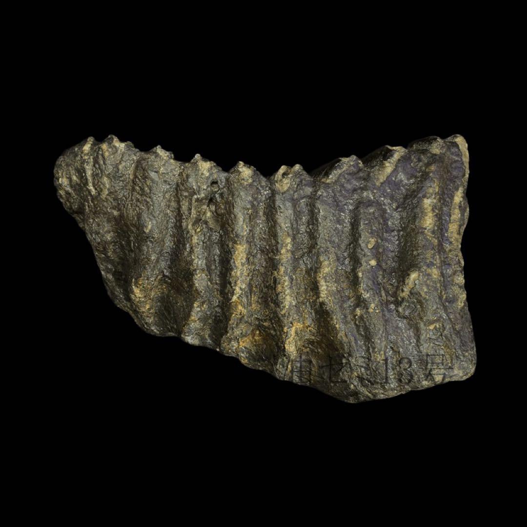 ナウマンゾウ 臼歯 化石 コレクション 標本