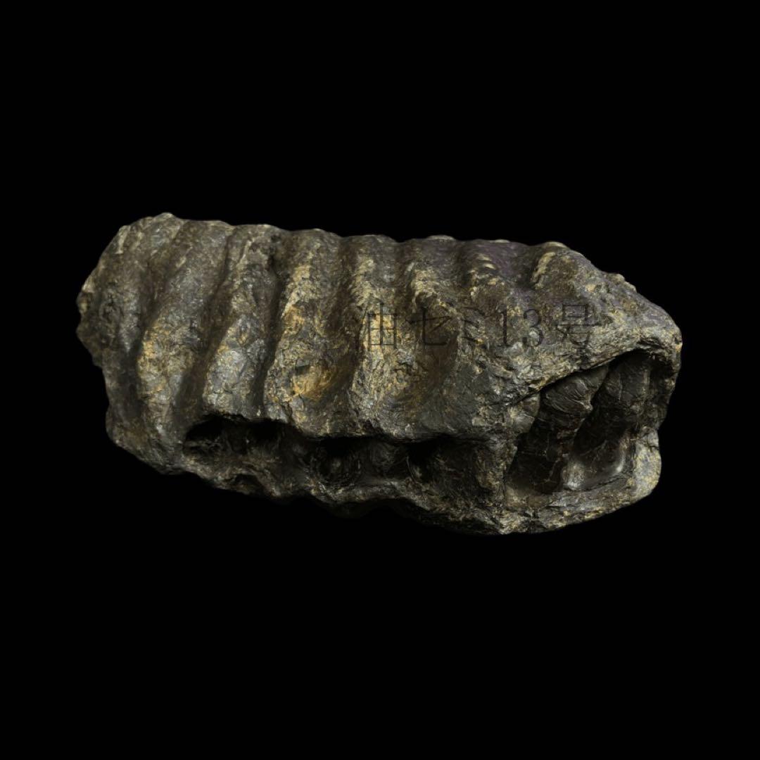 ナウマンゾウ 臼歯 化石 コレクション 標本