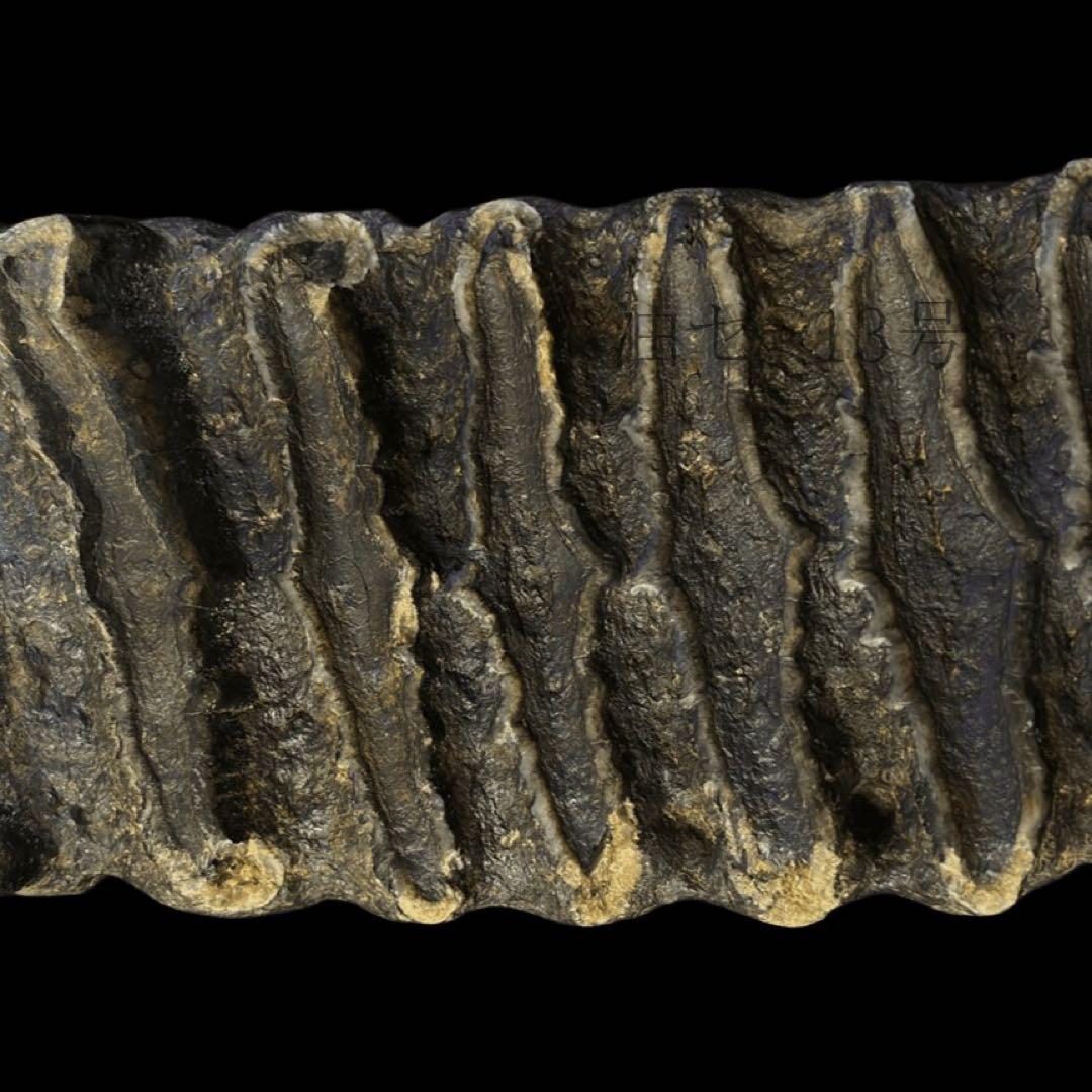 ナウマンゾウ 臼歯 化石 コレクション 標本