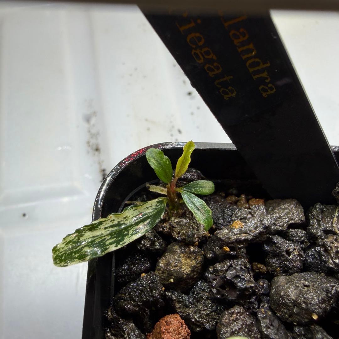 きえぴ様専用】ブセファランドラ 3種 水上葉 タグ付き