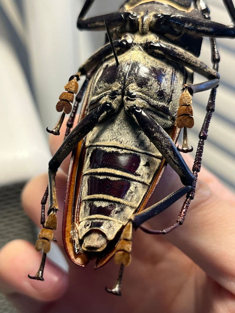 103mm】アラゲオオウスバカミキリ 甲虫昆虫標本タランチュラ 標本