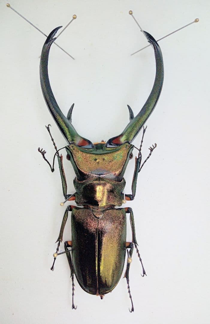 大型 エラフスホソアカクワガタ♂野外標本