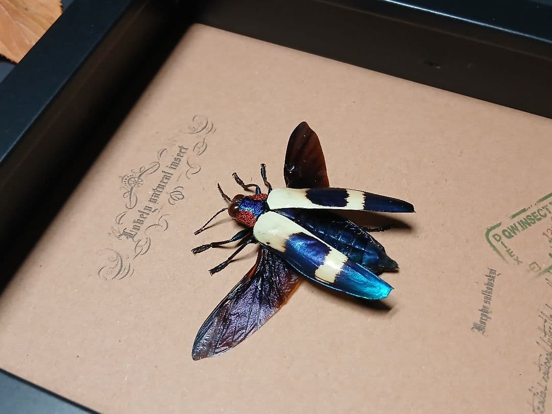 昆虫標本アート｜一点物・オリジナル作品