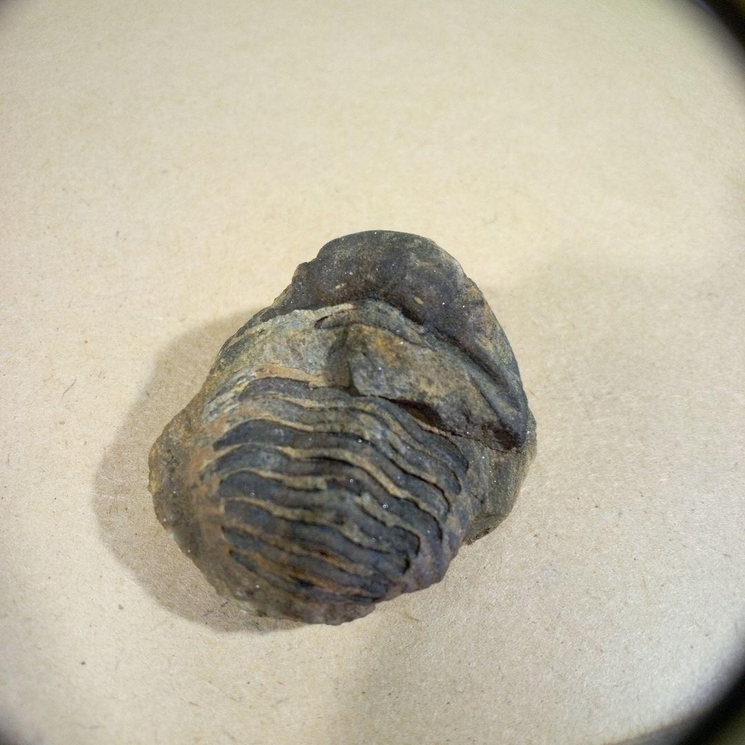三葉虫化石fossilボリビア産trilobiteノジュール判別⑨