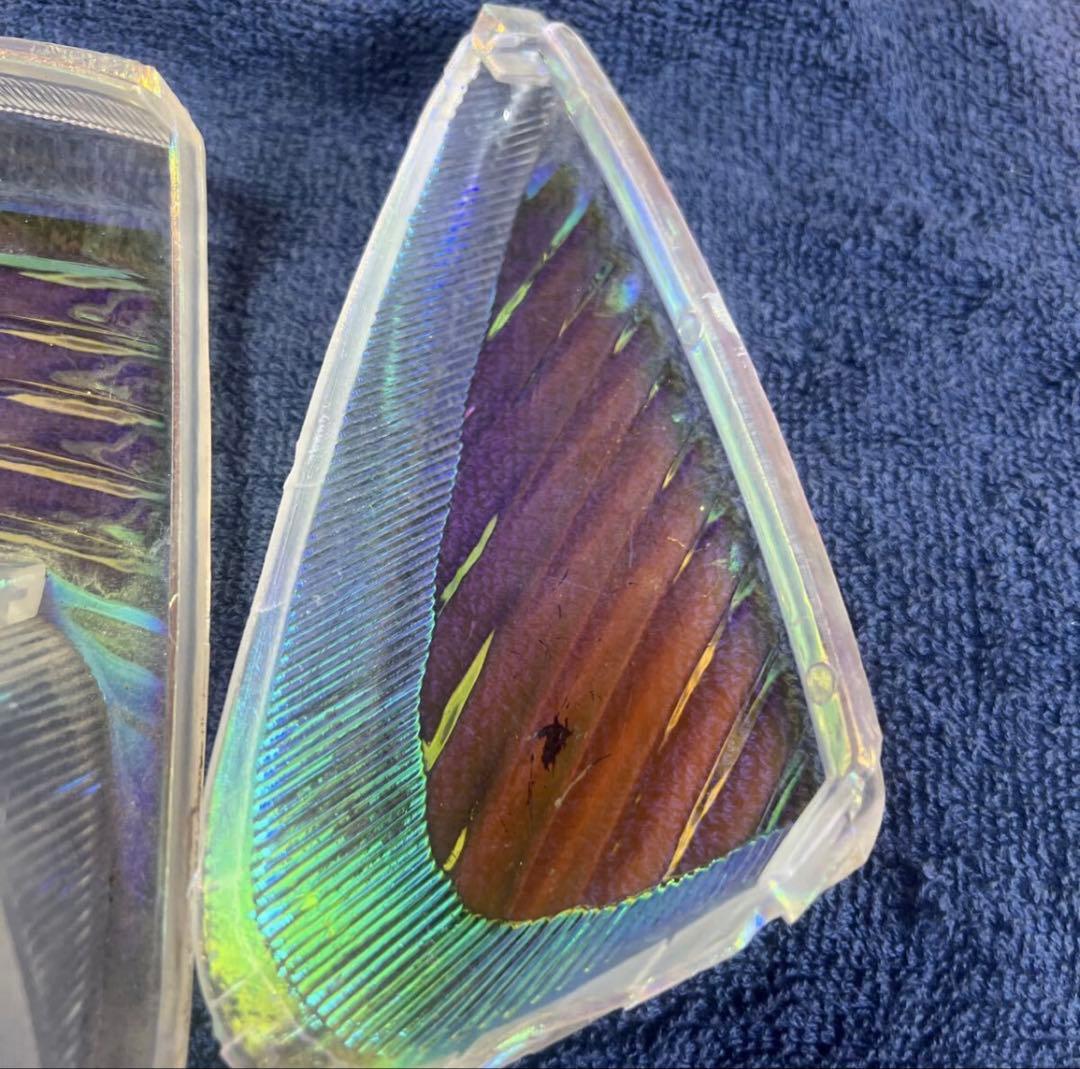 ライブディオ Dio AF34 AF35 レインボーテール 紫紋 ファンシー 超希少