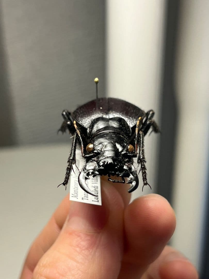 美麗♀】オオエンマハンミョウ Manticora タンザニア産 昆虫標本