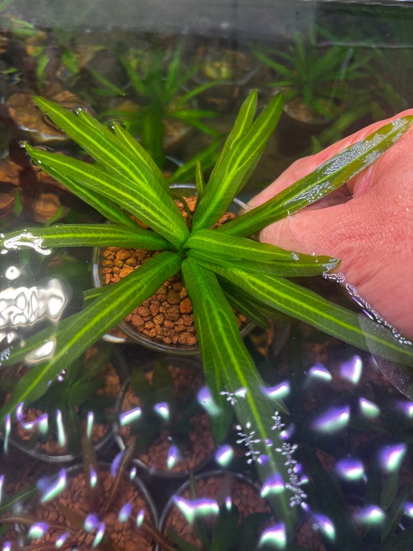 エキノドルス 赤ウルグ羊 AZ0112-9