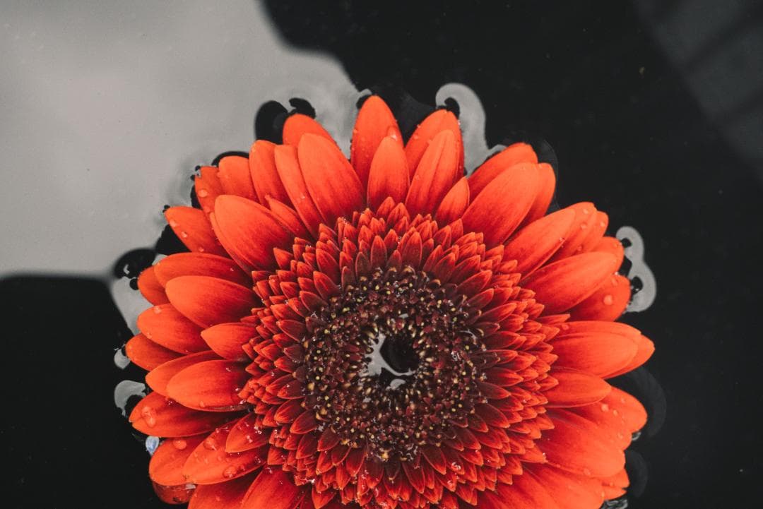 色違いの環がかかる！Leica coated Summar オールドレンズ - メルカリ