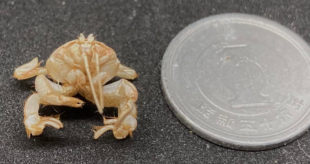 極小クダヒゲガニ 標本 カニ 乾燥標本 甲殻類