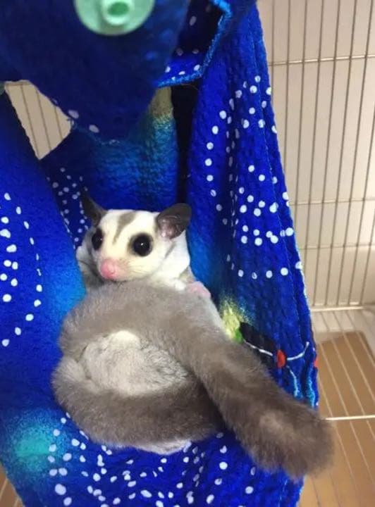 モモンガハウス(SMILEY  FACE)  夏仕様  涼しい夏生地を使用❗️