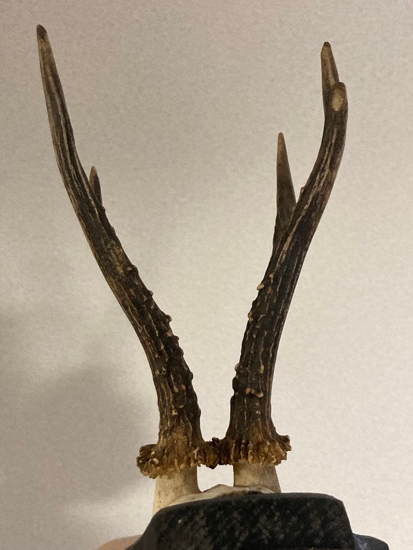 ブロカント アンティーク ハンティングトロフィー 鹿角 オブジェ