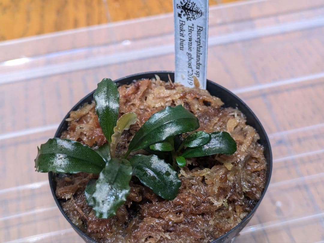 Bucephalandra sp.brownieGhost bukit biru