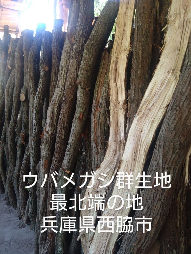 フィーゴ 丸物１５キロ、荒５キロ