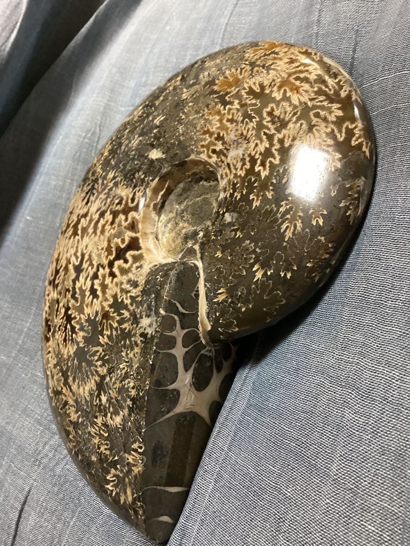 ろ*ず様 アンモナイト 化石 オブジェ コレクション 置物(大サイズ)