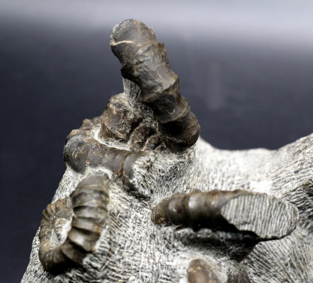 限定値下げ中】博物館級 異常巻 アンモナイト 7化石密集 アイノセラス