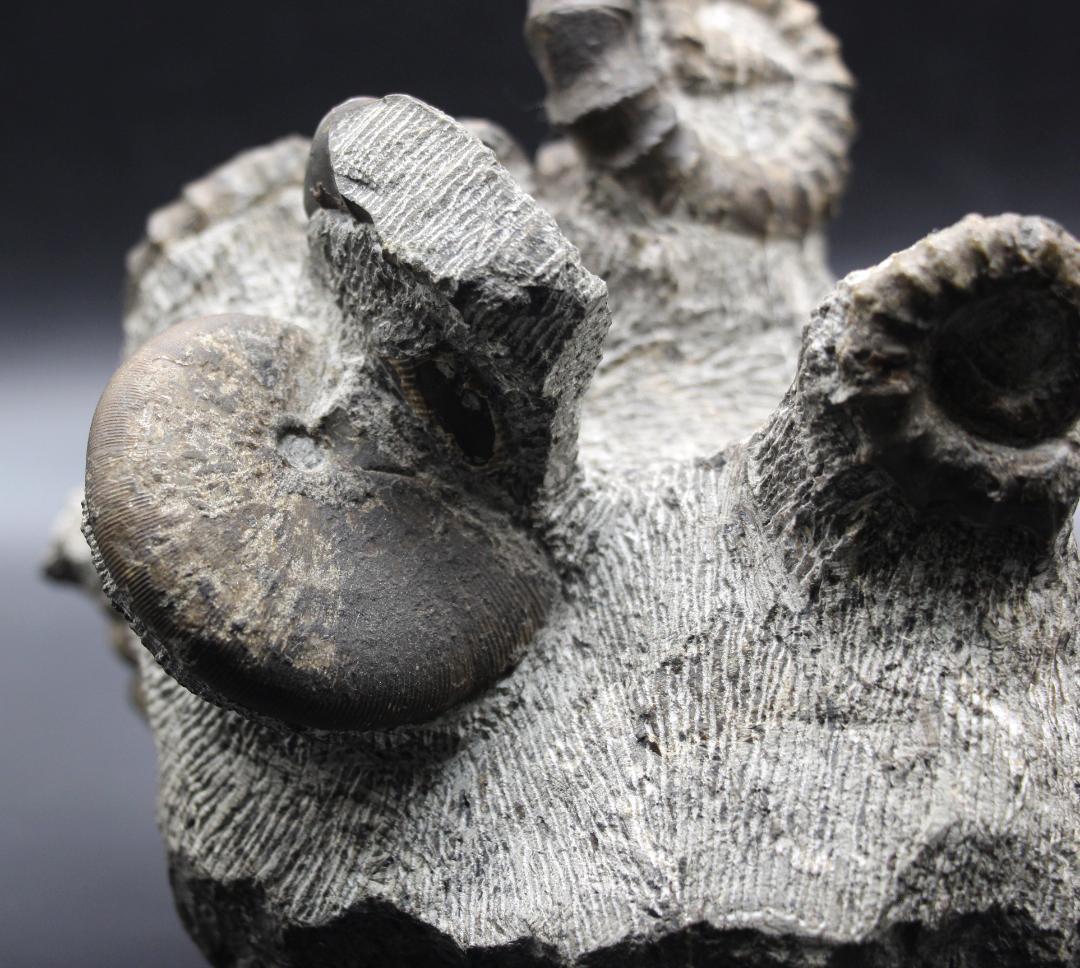 限定値下げ中】博物館級 異常巻 アンモナイト 7化石密集 アイノセラス