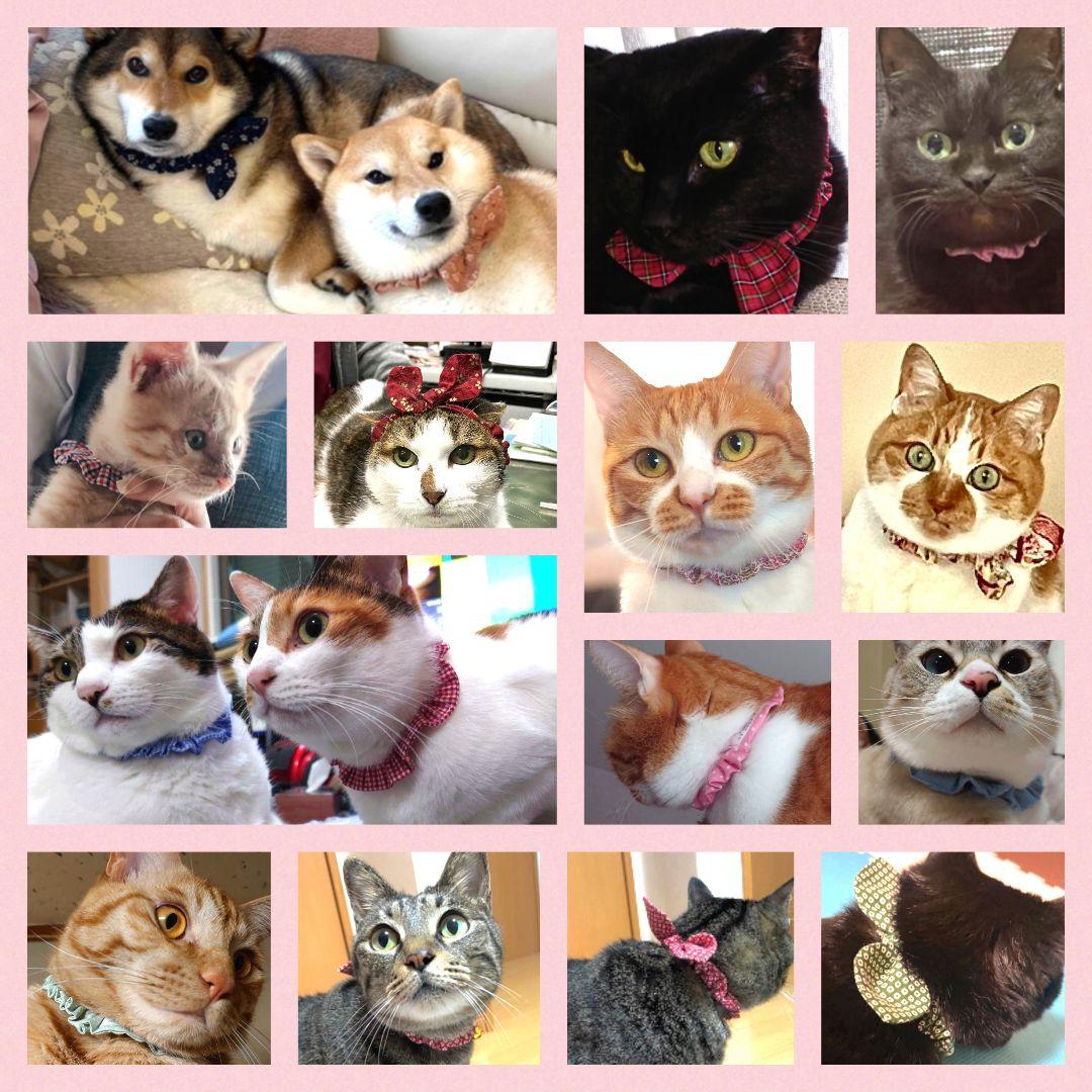 縫い付け迷子札 シュシュ猫首輪 名前 名札／ドット柄 リーフ 黄緑