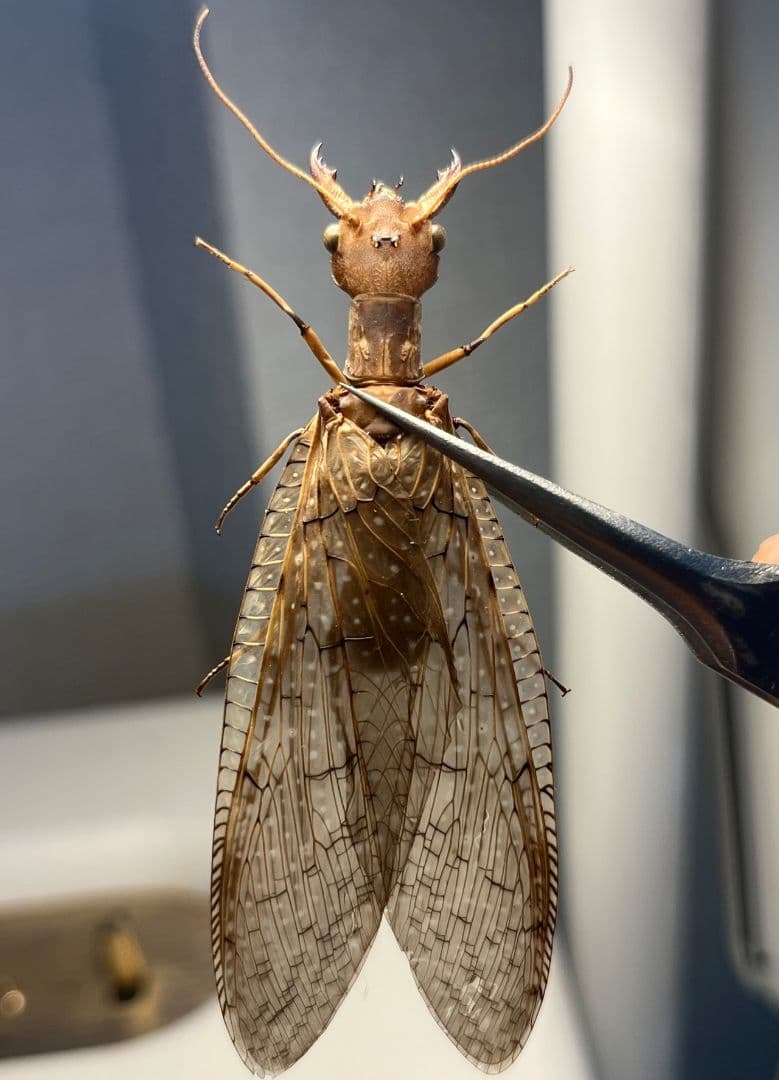 【♀】オオアゴヘビトンボ 奇蟲 タランチュラ ムカデ 標本 昆虫標本 蜻蛉 オオアゴヘビトンボ 産 奇蟲 タランチュラ ムカデ 標本 昆虫標本の通販