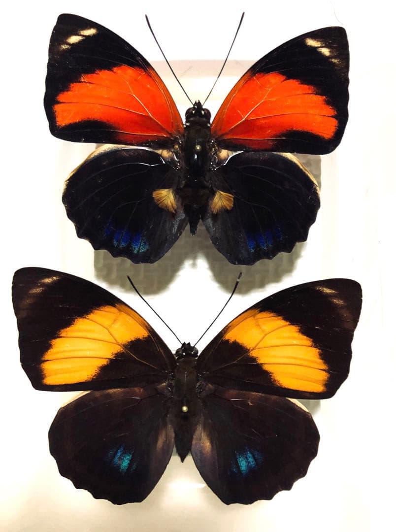 アカメガネトリバネアゲハ！ペア！標本1の通販はau PAY マーケット