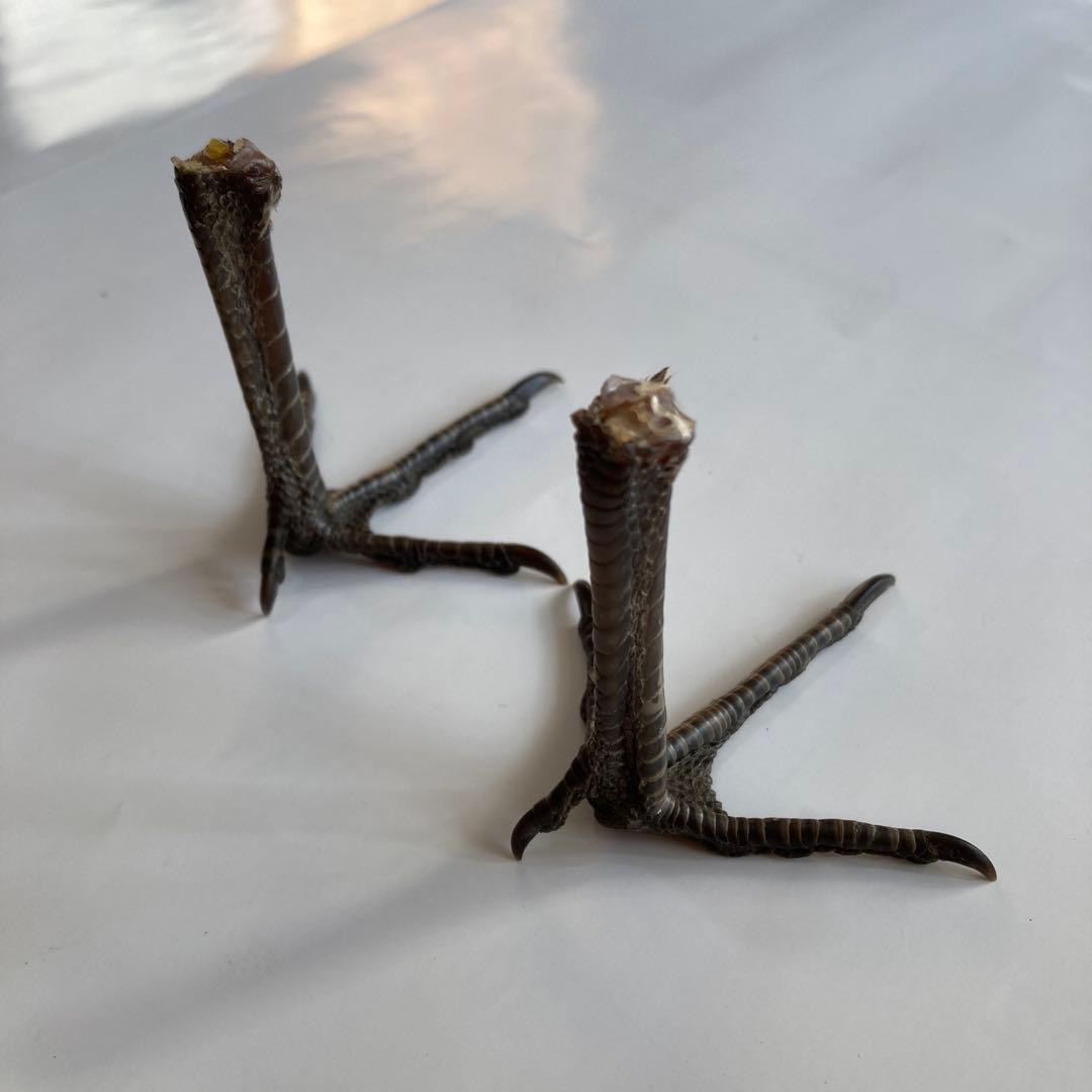 鳥の羽根 キジの翼と足