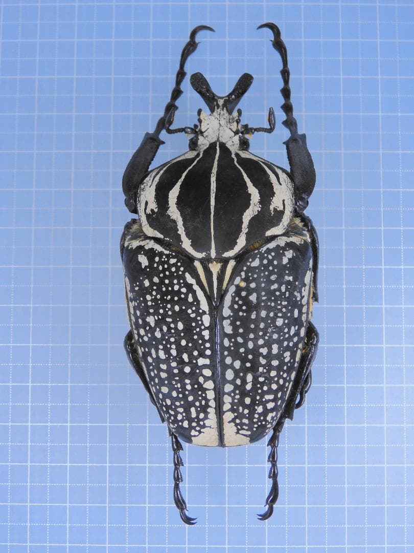 Congo Goliathus orientalis 88mm black - 標本価格