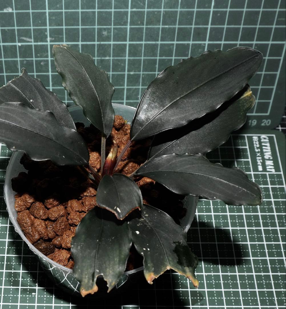 Bucephalandra sp. ”Semadang”TB